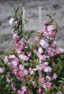 Picture of Prunus glandulosa 'Rosa Plea'