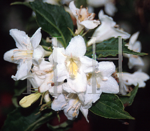 Picture of Weigela florida 'Candida'