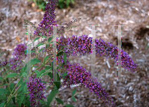 Picture of Buddleia x 'Violet Message'