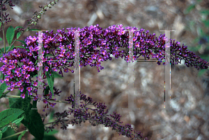 Picture of Buddleia x 'Violet Message'