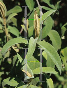 Picture of Buddleia salviifolia 