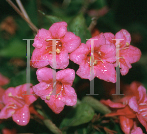 Picture of Weigela florida 'Newport Red'