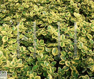 Picture of Euonymus fortunei 'Roemertwo(Gold Splash)'