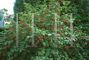 Picture of Euonymus sachalinensis 