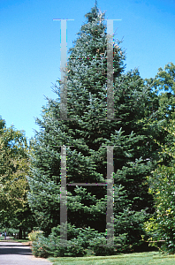 Picture of Abies procera 