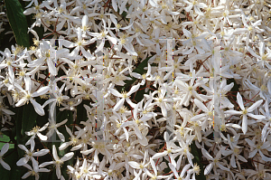 Picture of Clematis armandii 