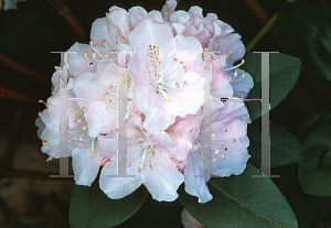 Picture of Rhododendron minus 