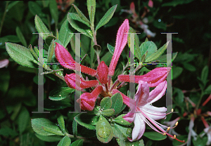 Picture of Rhododendron atlanticum 