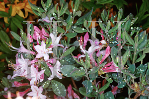 Picture of Rhododendron atlanticum 