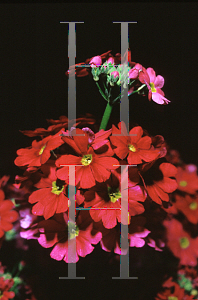 Picture of Primula malacoides 