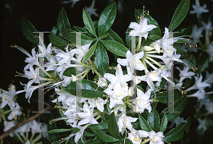 Picture of Rhododendron alabamense 