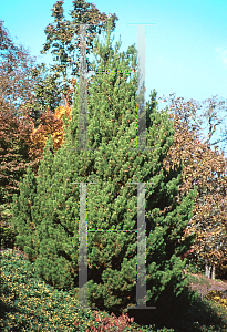 Picture of Pinus contorta 