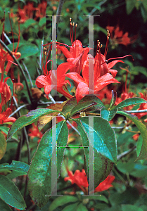 Picture of Rhododendron prunifolium 