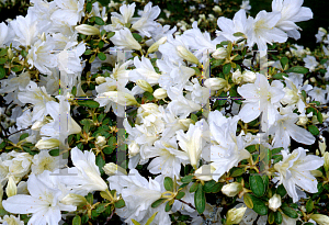 Picture of Rhododendron x obtusum 'Snow'