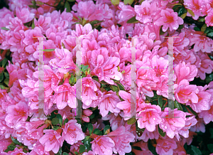 Picture of Rhododendron x obtusum 'Coral Bells'