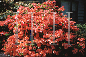 Picture of Rhododendron molle 