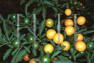 Picture of Solanum pseudocapsicum 