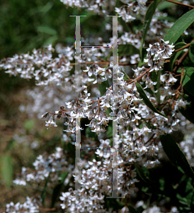 Picture of Deutzia ningpoensis 'Chaunii'