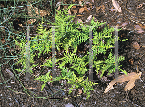 Picture of Cheilanthes argentea 