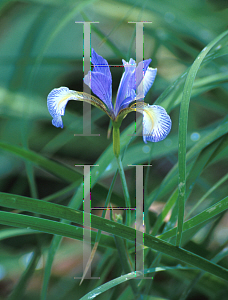 Picture of Iris prismatica 