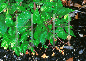 Picture of Begonia sutherlandii 