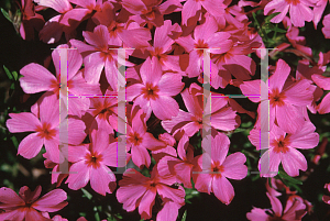 Picture of Phlox subulata 'Red Wings'