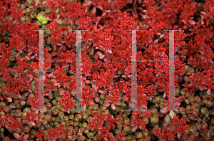 Picture of Sedum spurium 'Red Carpet'