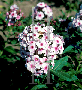 Picture of Phlox paniculata 'Prime Minister'