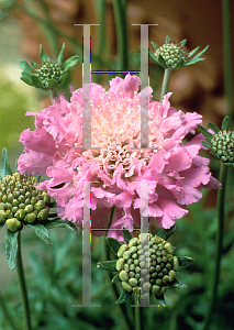 Picture of Scabiosa columbaria 'Pink Mist'