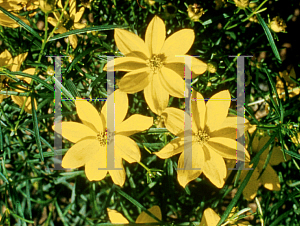 Picture of Coreopsis verticillata 'Golden Showers'