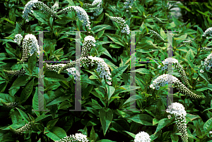 Picture of Lysimachia clethroides 