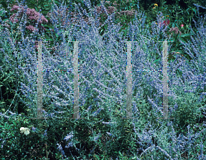 Picture of Perovskia atriplicifolia 'Longin'
