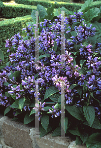 Picture of Nepeta subsessilis 