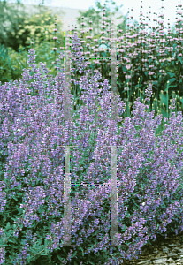 Picture of Nepeta x faassenii 'Walker's  Low'