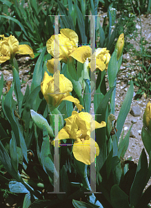 Picture of Iris  'Lilla Yellow'