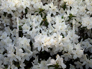 Picture of Rhododendron indicum 'Delaware White'
