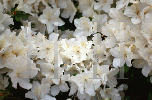 Picture of Rhododendron indicum 'Delaware White'