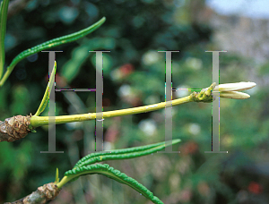 Picture of Plumeria alba 