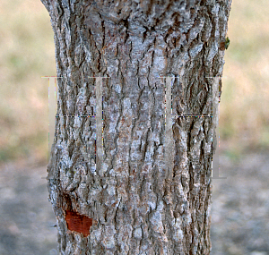 Picture of Caesalpinia coriaria 