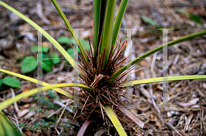 Picture of Trithrinax brasiliensis 