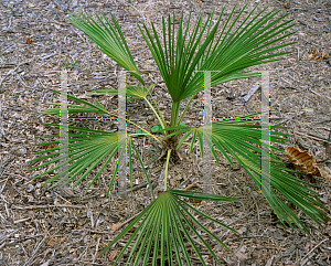 Picture of Trithrinax brasiliensis 