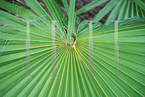 Picture of Washingtonia robusta 