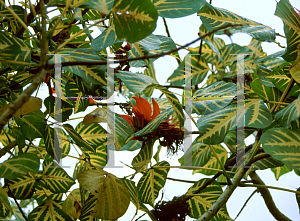 Picture of Erythrina variegata 