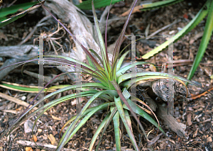 Picture of Tillandsia utricularia 