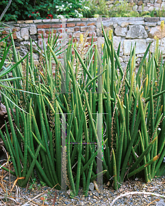 Picture of Sansevieria cylindrica 'Patula'