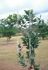 Picture of Calophyllum calaba 