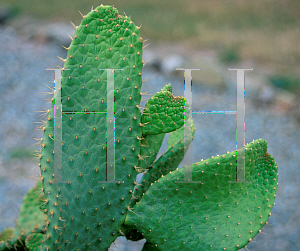 Picture of Opuntia spinosissima 