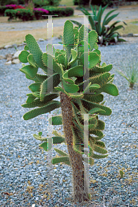 Picture of Opuntia spinosissima 