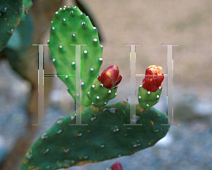 Picture of Opuntia bahamana 