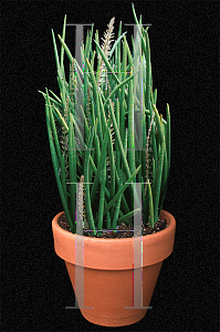 Picture of Sansevieria cylindrica 'Patula'